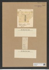 Chaetoceros affinis Land. (de-Toni-Nr.: Genus 149, Species 4138) Zeichnungen Sammlung Grunow Nr. 7695 (NHMW-BOT-W0376896)